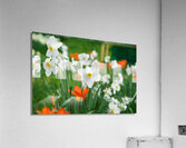 White Daffodil  Acrylic Print