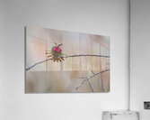 Annas Hummingbird Displays Excitement  Acrylic Print