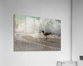 Sandpiper on a Florida Beach  Acrylic Print