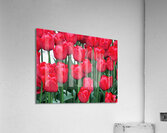 Red Tulips  Impression acrylique