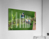 Golden-Hooded Tanagers  Acrylic Print