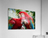 Macaws  Impression acrylique