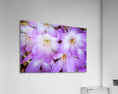 Purple Crocus Flowers  Impression acrylique
