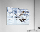 Blue-Winged Teal  Acrylic Print