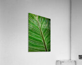 Green Calathea Leave  Impression acrylique