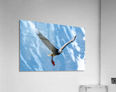 Fishing Bald Eagle  Acrylic Print