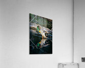 Male Mallard Duck Reflection  Acrylic Print