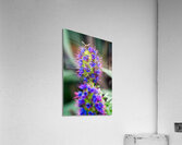 A Honey Bee on a Pride of Madeira Flower  Acrylic Print