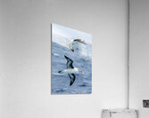 Black-browed Albatross  Impression acrylique