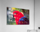 Eclectus Parrot  Impression acrylique