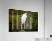 Juvenile Little Blue Heron  Acrylic Print