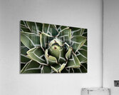 Agave Victoria-reginae Plant  Impression acrylique