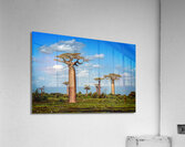 Baobab Trees  Impression acrylique