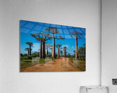 Avenue of the Baobabs  Acrylic Print