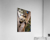 Koala  Acrylic Print