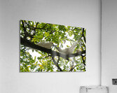 White Terns  Acrylic Print