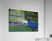 Amazon Water Lilly  Impression acrylique