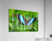 Achilles Blue Morpho Butterfly  Impression acrylique