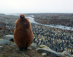 King of the Hill