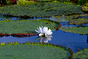 Water Lily on the Amazon River