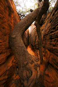 Red Rock Canyon Tree