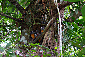 Owl Monkey Family in the Amazon
