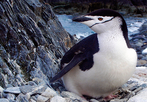 Chinstrap Penguin