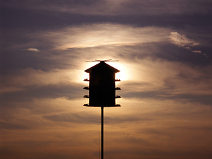 Birdhouse