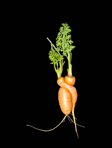 Carrot Love by Adel B Korkor