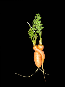 Carrot Love