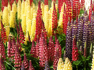 Colorful Lupines