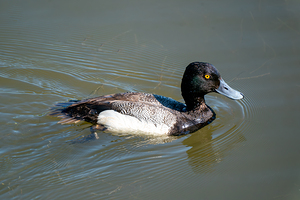 Greater Scaup