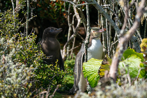 Yellow-eyed Penguin