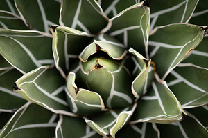Agave Victoria-reginae Plant