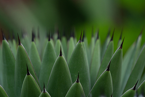 Huachuca Agave Plant