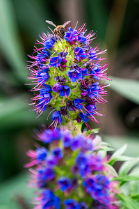 A Honey Bee on a Pride of Madeira Flower
