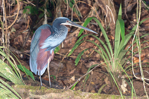 Agami Heron