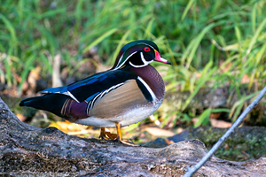 Male Wood Duck