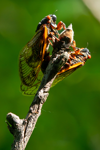 Cicadas