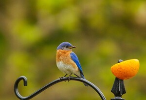 Perched Bluebird