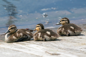 Mallard Ducklings