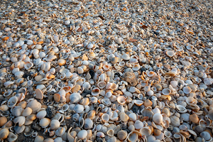 Seashells on the Seashore