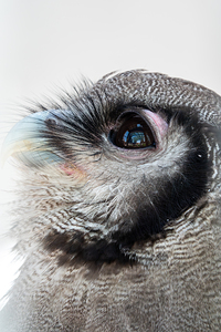 Verreauxs eagle-owl