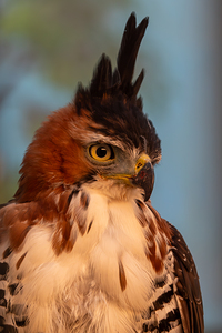 Ornate hawk-eagle