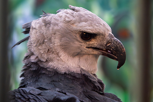 Harpy eagle