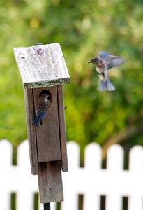 Baby Bluebirds