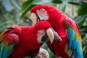 Macaws