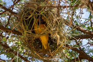 Southern Masked Weaver