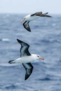 Black-browed Albatross