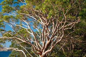 Gum Tree